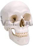 Classic Human Skull - 3 part